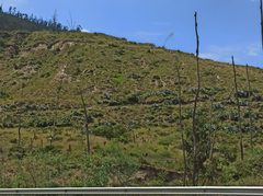 Agave cordillerensis