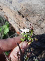 Pelargonium laxum