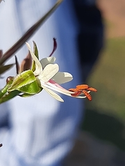 Pelargonium laxum