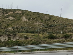 Agave cordillerensis