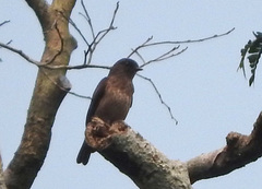 Bradornis fuliginosus