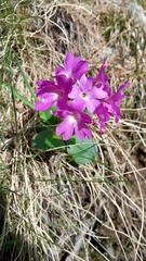 Primula pedemontana