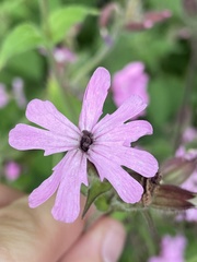 Microbotryum silenes-dioicae