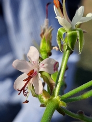 Pelargonium laxum