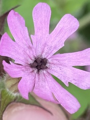 Microbotryum silenes-dioicae