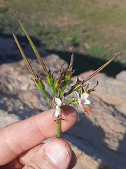 Pelargonium laxum
