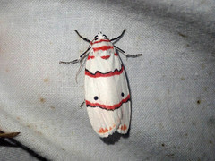 Cyana perornata