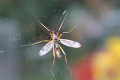 Dictenidia bimaculata