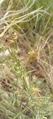 Galium hexanarium