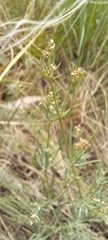 Galium hexanarium