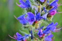 Echium vulgare