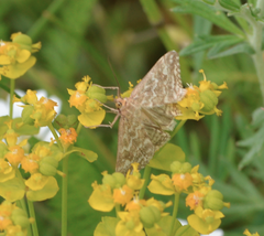 Evergestis frumentalis