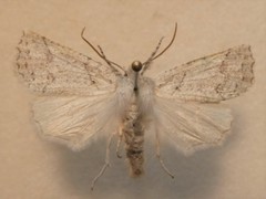 Declana niveata