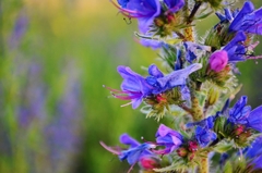Echium vulgare