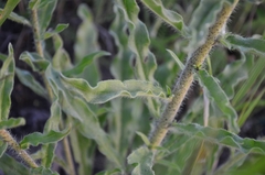 Echium vulgare