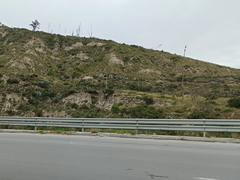 Agave cordillerensis