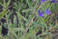 Echium vulgare