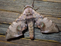 Daphnusa ocellaris