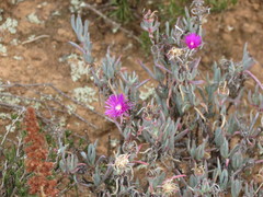 Lampranthus stayneri