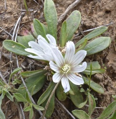 Lewisia brachycalyx