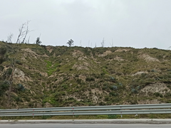 Agave cordillerensis