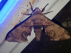 Daphnusa ocellaris