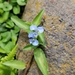 Climbing Dayflower - Photo (c) James, some rights reserved (CC BY-NC), uploaded by James