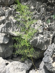 Asparagus vaginellatus