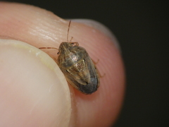 Neottiglossa bifida