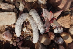 Anacampseros papyracea