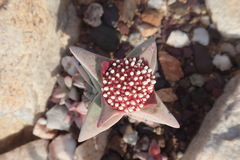 Crassula congesta