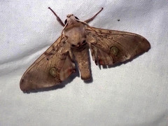 Daphnusa