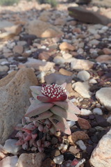 Crassula congesta