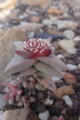 Crassula congesta
