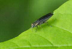 Agrilus anxius