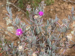 Lampranthus stayneri