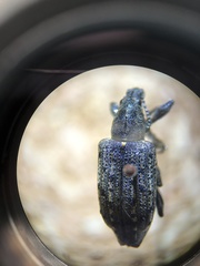 Ithycerus noveboracensis