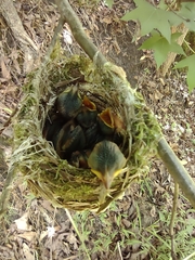 Vireo griseus