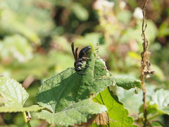 Allorhynchium chinense