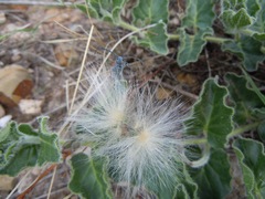 Tetraopes discoideus
