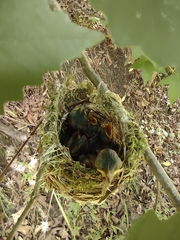 Vireo griseus
