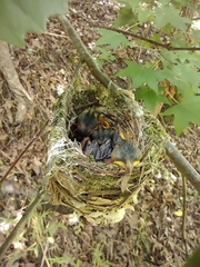 Vireo griseus