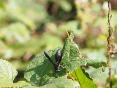 Allorhynchium chinense