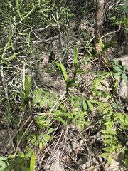 Angraecum praestans image