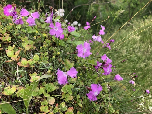 Cheddar pink (Dianthus gratianopolitanus)