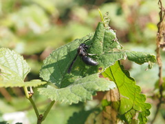Allorhynchium chinense