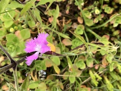 Dianthus gratianopolitanus