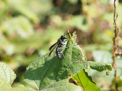 Allorhynchium chinense