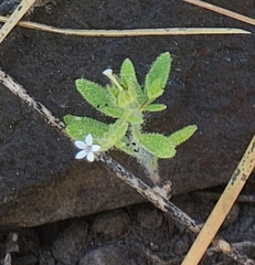 Allophyllum integrifolium