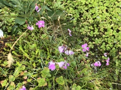 Dianthus gratianopolitanus